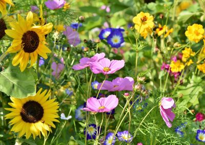CHERIE POP Jardin fleuri aux milles couleurs