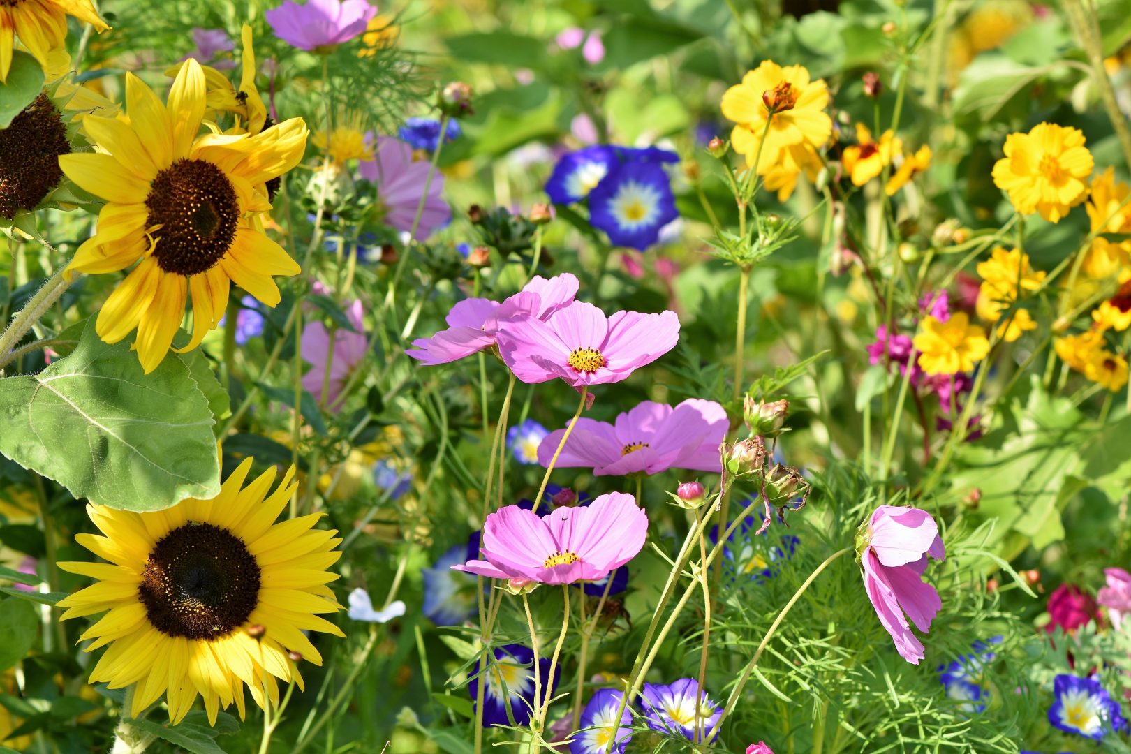 CHERIE POP Jardin fleuri aux milles couleurs